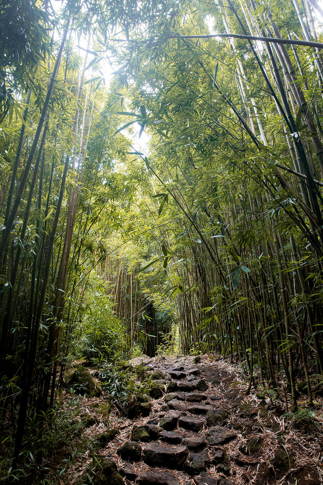 Why We Chose Bamboo Fabric For Our Pajamas